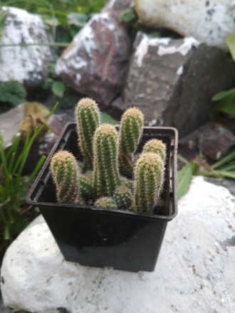продам дітки такого кактуса. є рослини за 60, 65 і 75 грн.. . фото 4