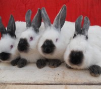 Кролики калифорнийские 1,5 мес.и старше,самцы и самки по разным линиям.Подбор па. . фото 4