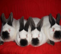 Кролики калифорнийские 1,5 мес.и старше,самцы и самки по разным линиям.Подбор па. . фото 2