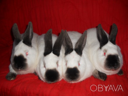 Кролики калифорнийские 1,5 мес.и старше,самцы и самки по разным линиям.Подбор па. . фото 1