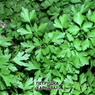 Середньостиглий листовий сорт, 65-75 дн, перше прибирання зелені проводять при д. . фото 1