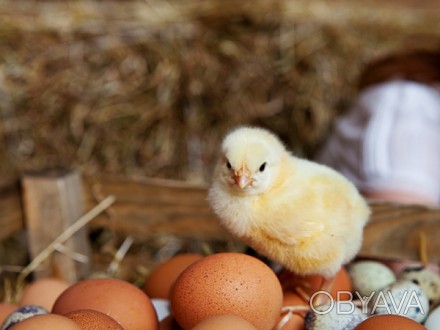 Реализуем инкубационное яйцо яичного направления курочек Ломан Браун, вес яйца 6. . фото 1