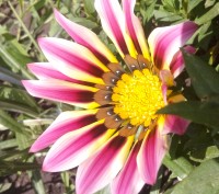 Предлагаю семена очень красивых цветов Гацания (или Газания). Красивые расцветки. . фото 3