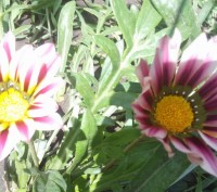 Предлагаю семена очень красивых цветов Гацания (или Газания). Красивые расцветки. . фото 2