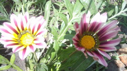 Предлагаю семена очень красивых цветов Гацания (или Газания). Красивые расцветки. . фото 1