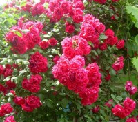 Двухлетний куст вьющейся красной розы. Не боится морозов, излишней влаги. Возмож. . фото 2