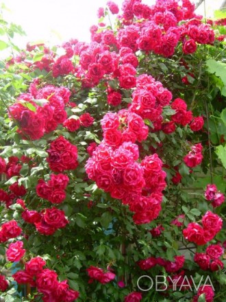 Двухлетний куст вьющейся красной розы. Не боится морозов, излишней влаги. Возмож. . фото 1