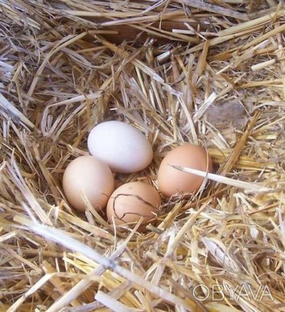 Яйца куриные,всегда свежие,Несучки молодые,кормятся кукурузно-пшеничной смесью.. . фото 1