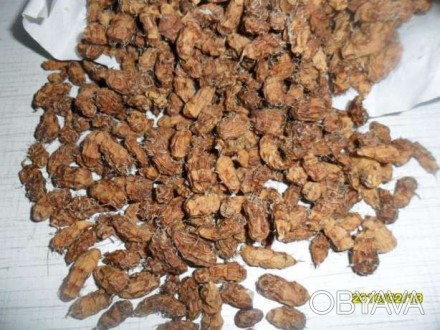 чуфа -земляной орех ,содержит большое количество белка ,витамины Е иС, макро и м. . фото 1
