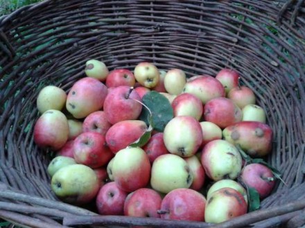 Продам натуральный яблочный уксус приготовленный самостоятельно из экологически . . фото 10