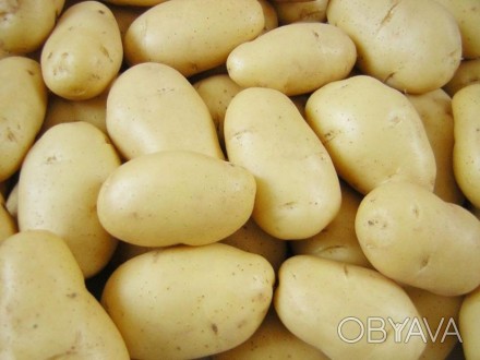 Продам картошку сорта гранада. Сорт славится хорошем вкусом, отличной сохранност. . фото 1