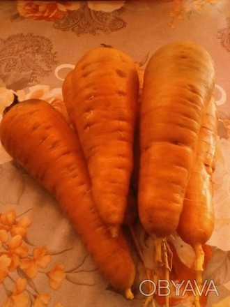 Продам морковь. Морковь вырощена без приминения химии, экологически чистый проду. . фото 1