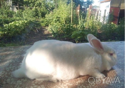 Пропонуємо м’ясо (тушку) домашнього кролика, вирощеного на натуральних кормах: з. . фото 1