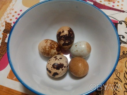 Яйца перепелиные диетические с домашней фермы . Корм только натуральный без хими. . фото 1