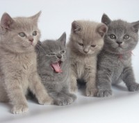 предлагаются к продаже чистокровныебританские котята голубого и лилового окраса . . фото 3