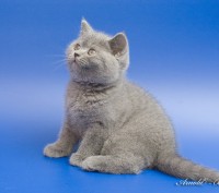 предлагаются к продаже чистокровныебританские котята голубого и лилового окраса . . фото 2
