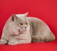 предлагаются к продаже чистокровныебританские котята голубого и лилового окраса . . фото 5