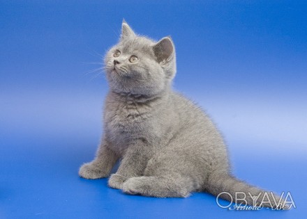 предлагаются к продаже чистокровныебританские котята голубого и лилового окраса . . фото 1
