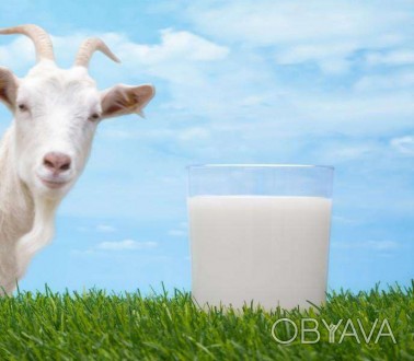 продам молоко 1л.. от зааненской козы.молоко хорошего качества. . фото 1
