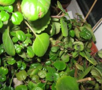 Мои любимые комнатные растения,отростки рео(полноценные растения),денежного дере. . фото 12