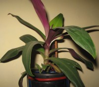 Мои любимые комнатные растения,отростки рео(полноценные растения),денежного дере. . фото 4