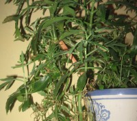 Мои любимые комнатные растения,отростки рео(полноценные растения),денежного дере. . фото 2