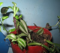 Мои любимые комнатные растения,отростки рео(полноценные растения),денежного дере. . фото 9