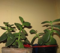 Мои любимые комнатные растения,отростки рео(полноценные растения),денежного дере. . фото 3