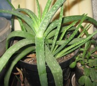Мои любимые комнатные растения,отростки рео(полноценные растения),денежного дере. . фото 11