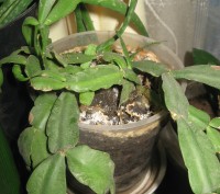 Мои любимые комнатные растения,отростки рео(полноценные растения),денежного дере. . фото 10