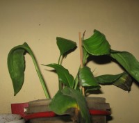 Мои любимые комнатные растения,отростки рео(полноценные растения),денежного дере. . фото 5