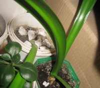 Мои любимые комнатные растения,отростки рео(полноценные растения),денежного дере. . фото 8
