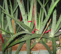 Мои любимые комнатные растения,отростки рео(полноценные растения),денежного дере. . фото 7