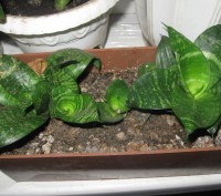 Мои любимые комнатные растения,отростки рео(полноценные растения),денежного дере. . фото 6