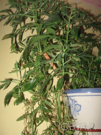 Мои любимые комнатные растения,отростки рео(полноценные растения),денежного дере. . фото 1