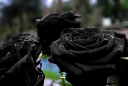 
Удивительная роза, сохраняющая свежесть годами, и красивая подарочная коробка в. . фото 5