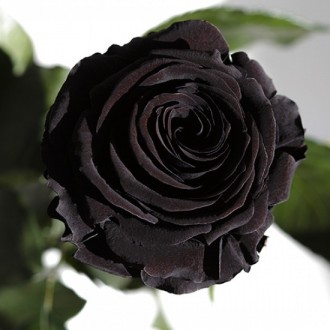 
Удивительная роза, сохраняющая свежесть годами, и красивая подарочная коробка в. . фото 3
