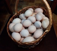 Продаю свіжі домашні органічні яйця.. . фото 2