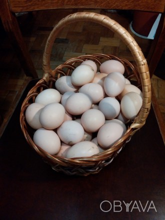 Продаю свіжі домашні органічні яйця.. . фото 1