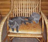 Есть два чудесных котенка , с очень хорошими породными данными. У котят голубые . . фото 7
