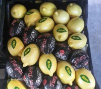 Продаю Лимон в Киеве, Турция. Известный и самый лучший бренд RIFAT. Доставка по . . фото 2