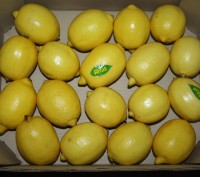 Продаю Лимон в Киеве, Турция. Известный и самый лучший бренд RIFAT. Доставка по . . фото 3