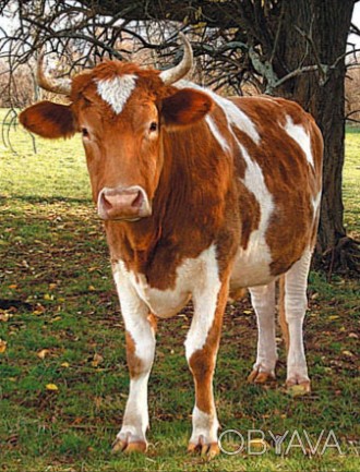 Покупаем живой вес говядины (КРС) коров и молодняка, дорез в Запорожской области. . фото 1