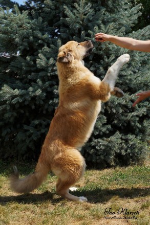 Продам подрощенного щенка кавказской овчарки суку по имени Гайвори. Крепкая, акт. . фото 6