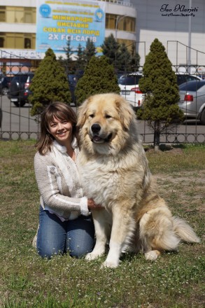 Продам подрощенного щенка кавказской овчарки суку по имени Гайвори. Крепкая, акт. . фото 9