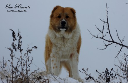 Продам подрощенного щенка кавказской овчарки суку по имени Гайвори. Крепкая, акт. . фото 10