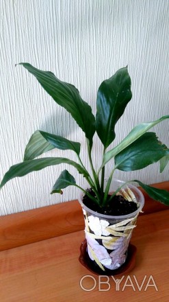 Спатифиллум - растение идеальное для домашнего содержания. Вечнозеленый, колорит. . фото 1