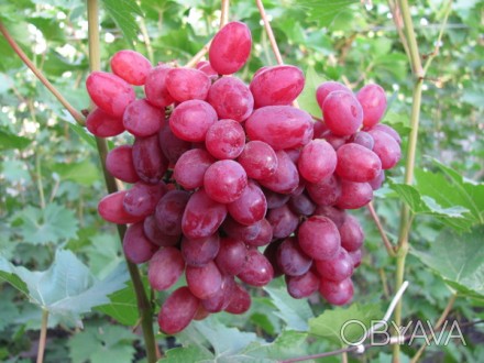 Продам черенки и саженцы кишмишного винограда Велес.
На весну будут вегетирующи. . фото 1