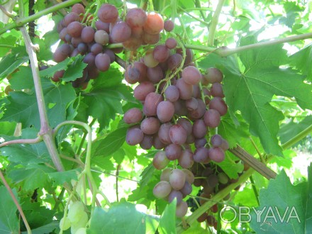 Продам саженцы и черенки винограда Ливия.
Весной будут вегетирующие саженцы.. . фото 1