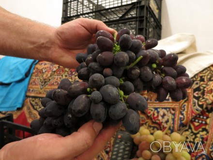 Продам черенки и саженцы винограда Забава(Лора черная).
Весной будут саженцы в . . фото 1